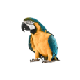 Papagaji